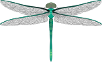 teal dragonfly